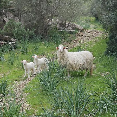 Agroturismo Finca Can Sec 阿拉罗 外观 照片